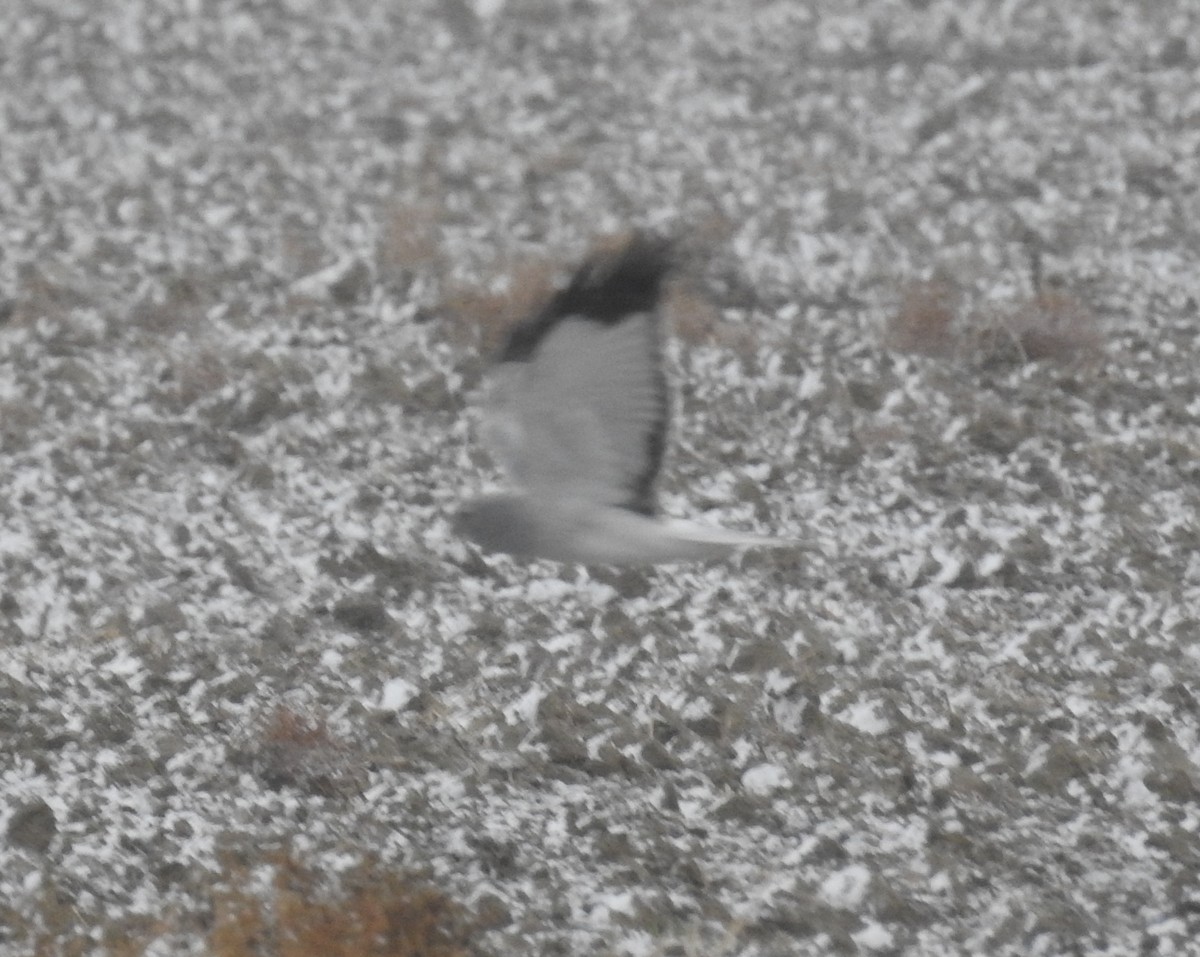 Hen Harrier - ML105493591