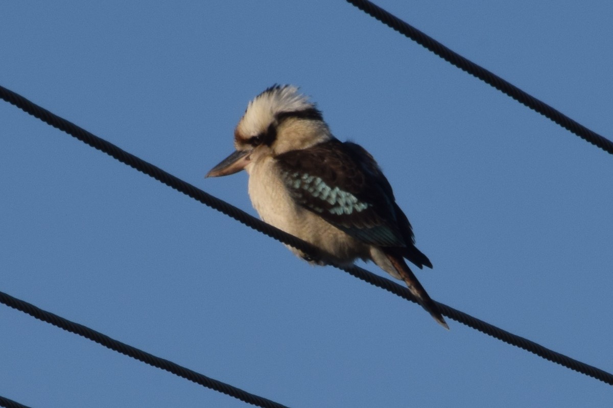 Laughing Kookaburra - ML105493611