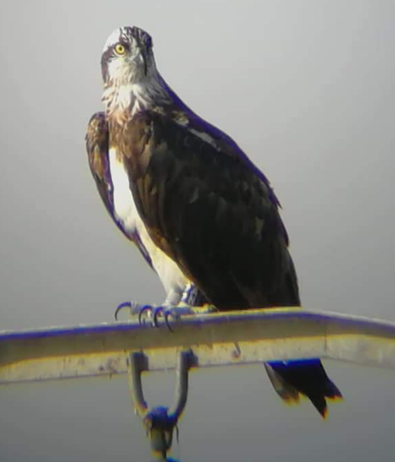 Águila Pescadora - ML105494761