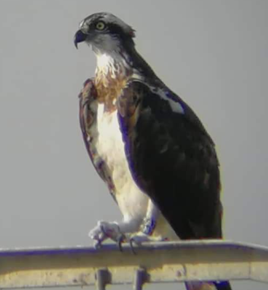 Osprey - ML105494771