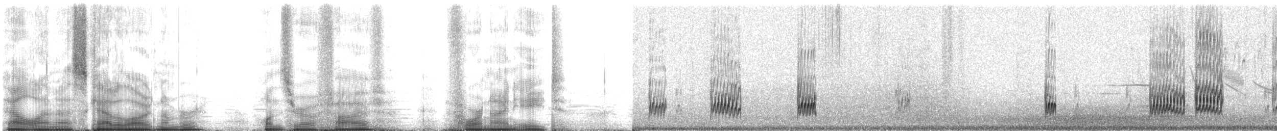 Chorlitejo Nivoso (nivosus) - ML105498