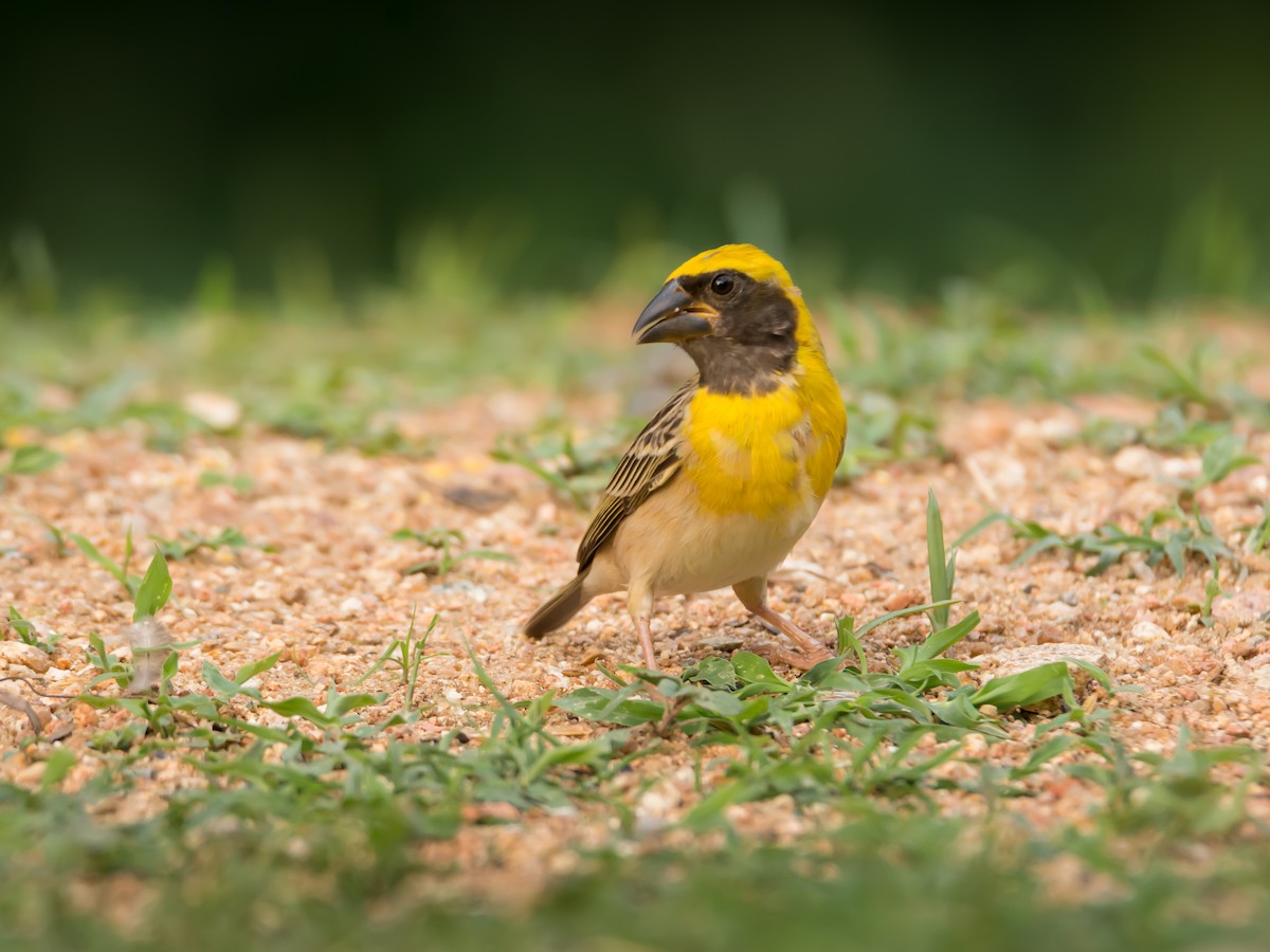 Baya Weaver - ML105500671