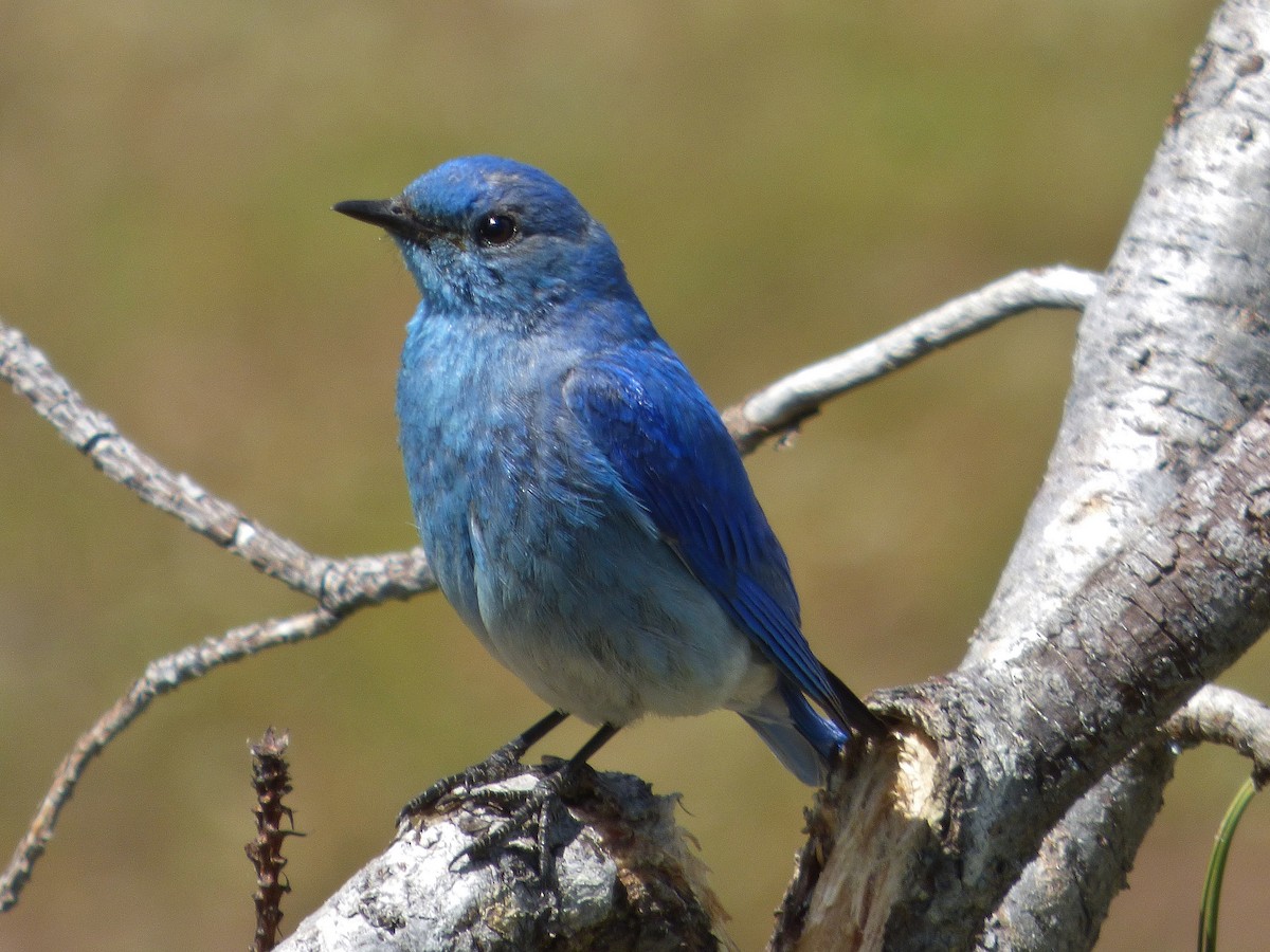 Mountain Bluebird - ML105500881