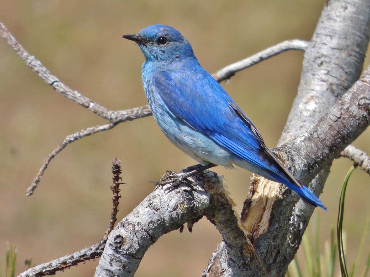 Mountain Bluebird - ML105500901