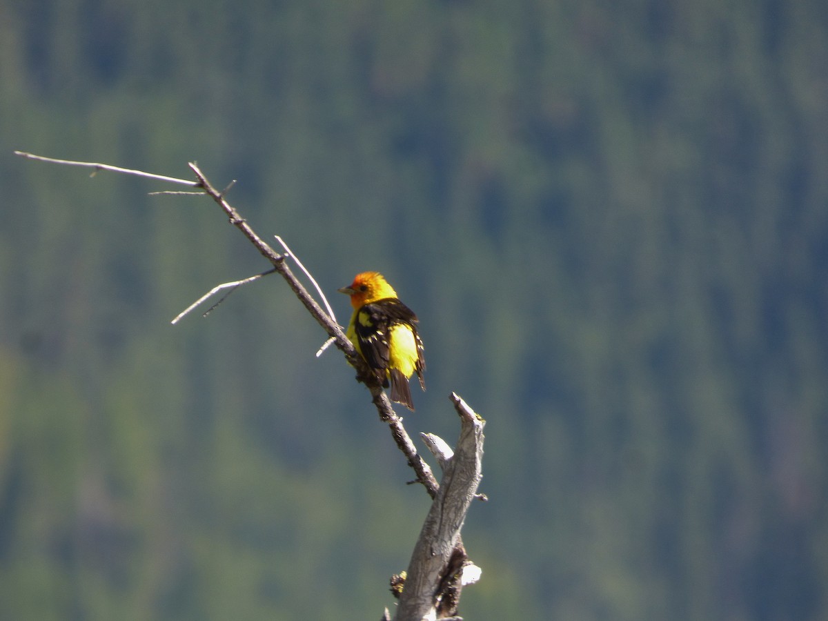Western Tanager - ML105500921