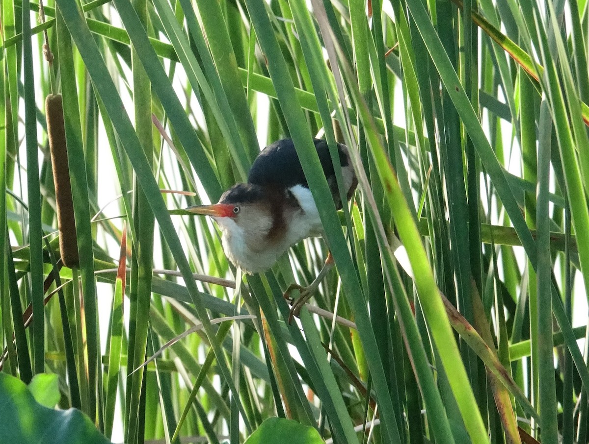 Least Bittern - ML105502271