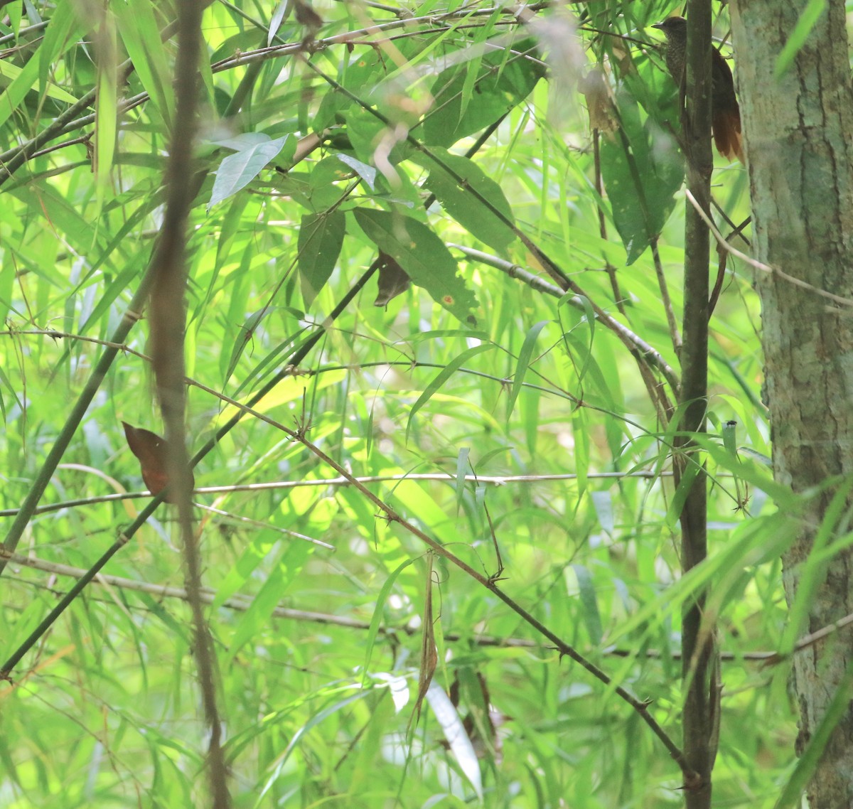 Scaled Spinetail - ML105504261