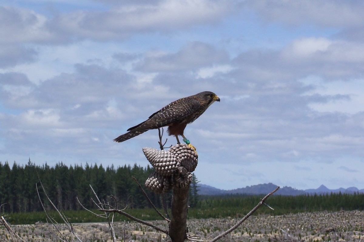 New Zealand Falcon - Shane Sumasgutner