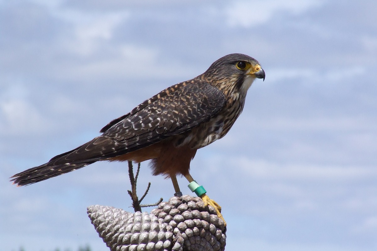 New Zealand Falcon - Shane Sumasgutner