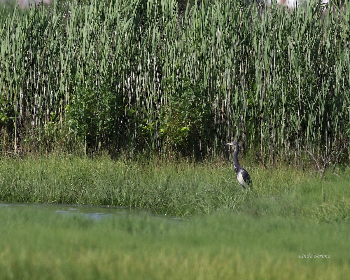 Tricolored Heron - Linda Scrima