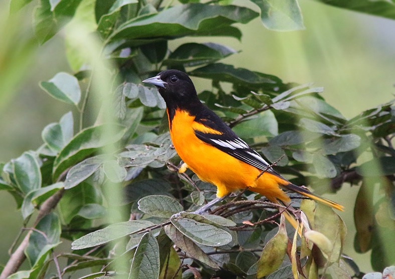 Baltimore Oriole - Amy McAndrews