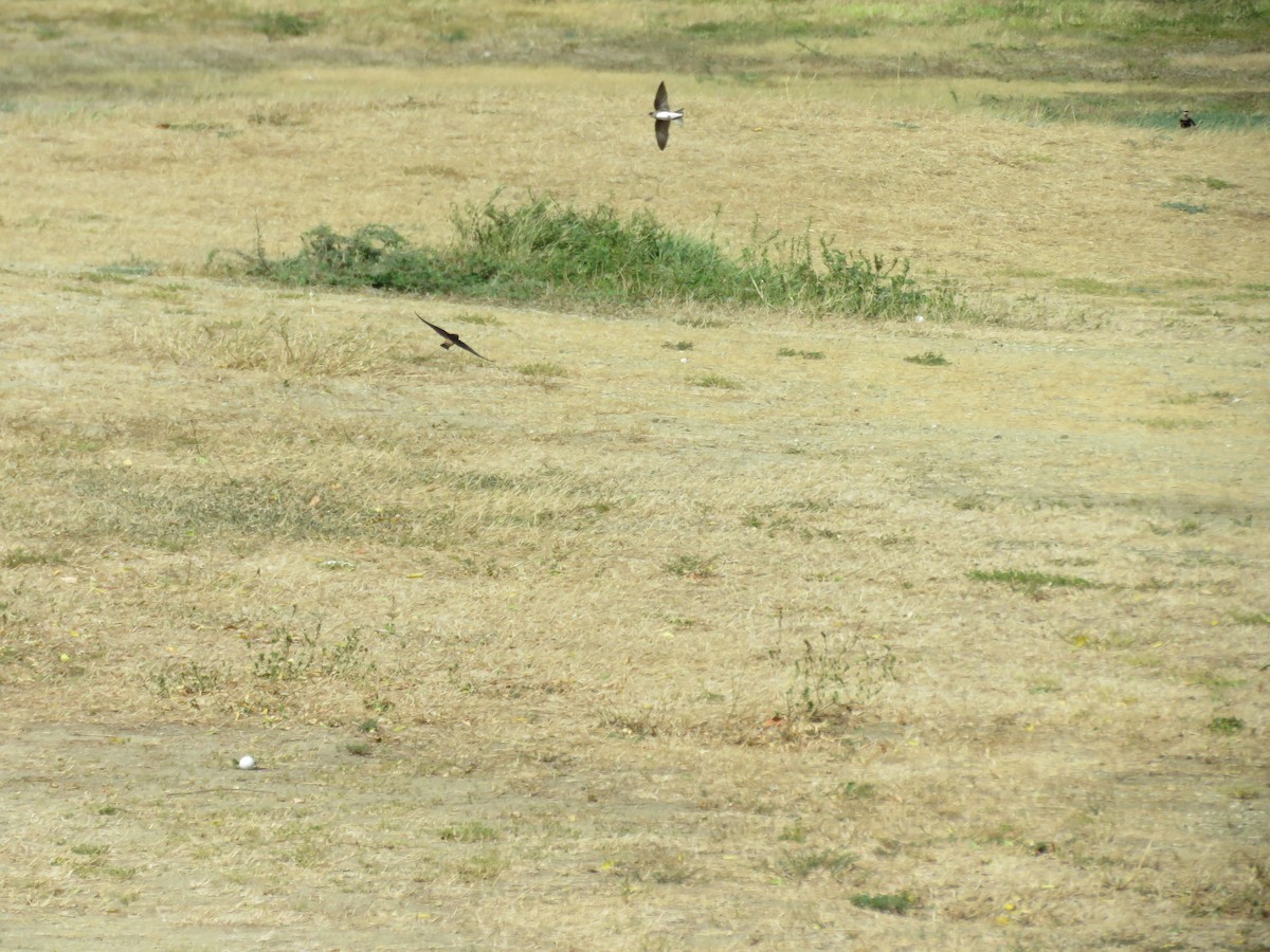 Bank Swallow - ML105506641