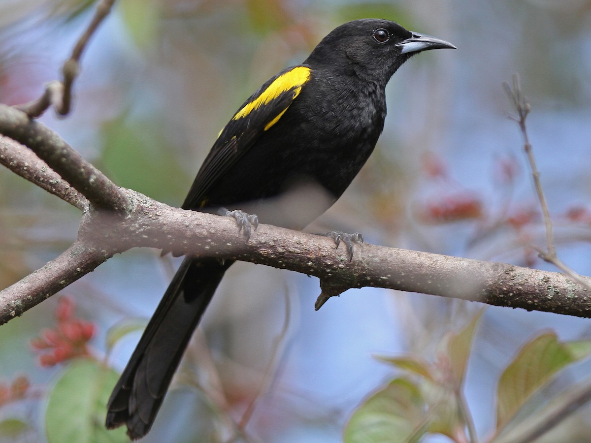 Solibio - eBird, image size:1200x900