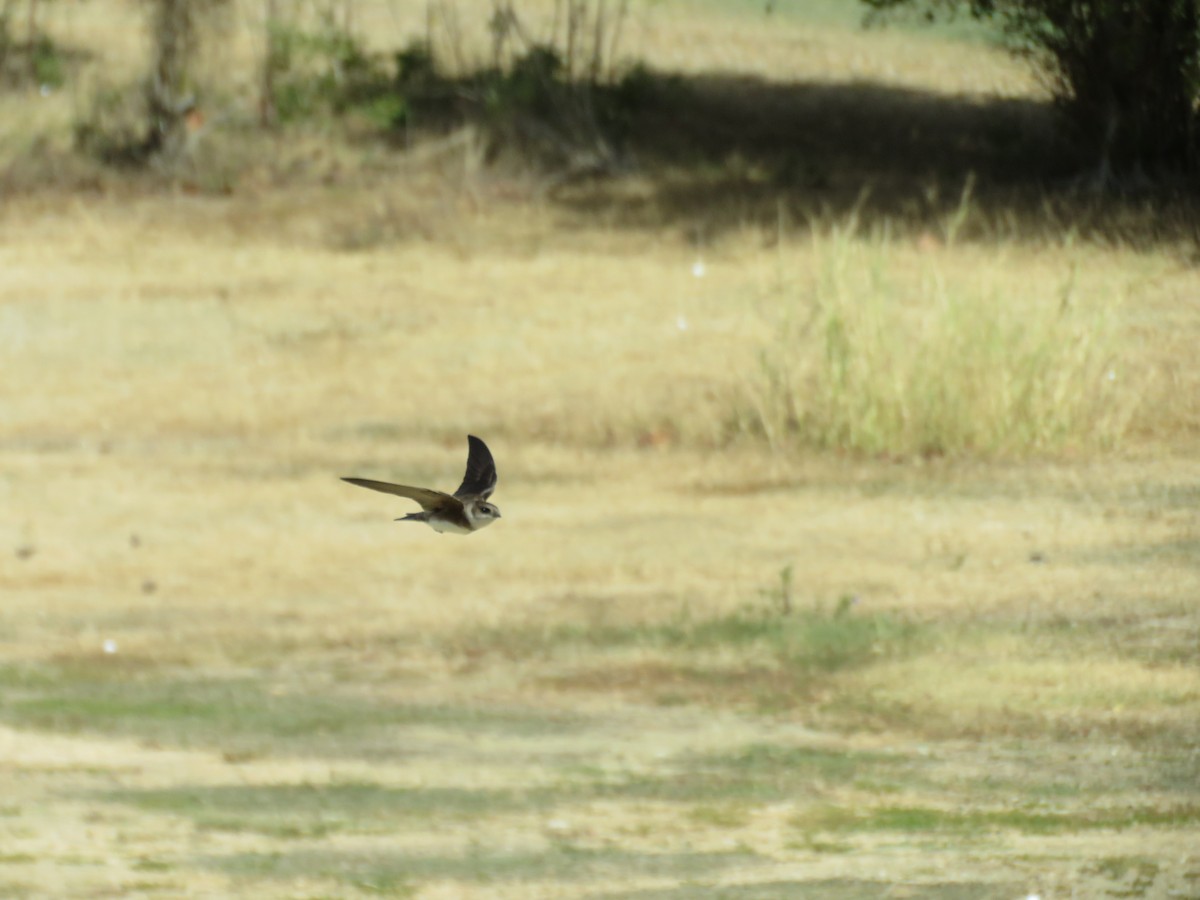 Bank Swallow - ML105506831