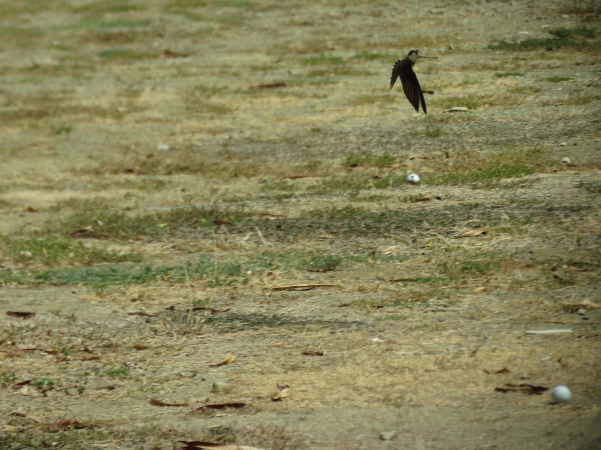 Bank Swallow - ML105507511