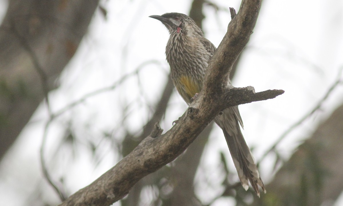 Red Wattlebird - ML105507601