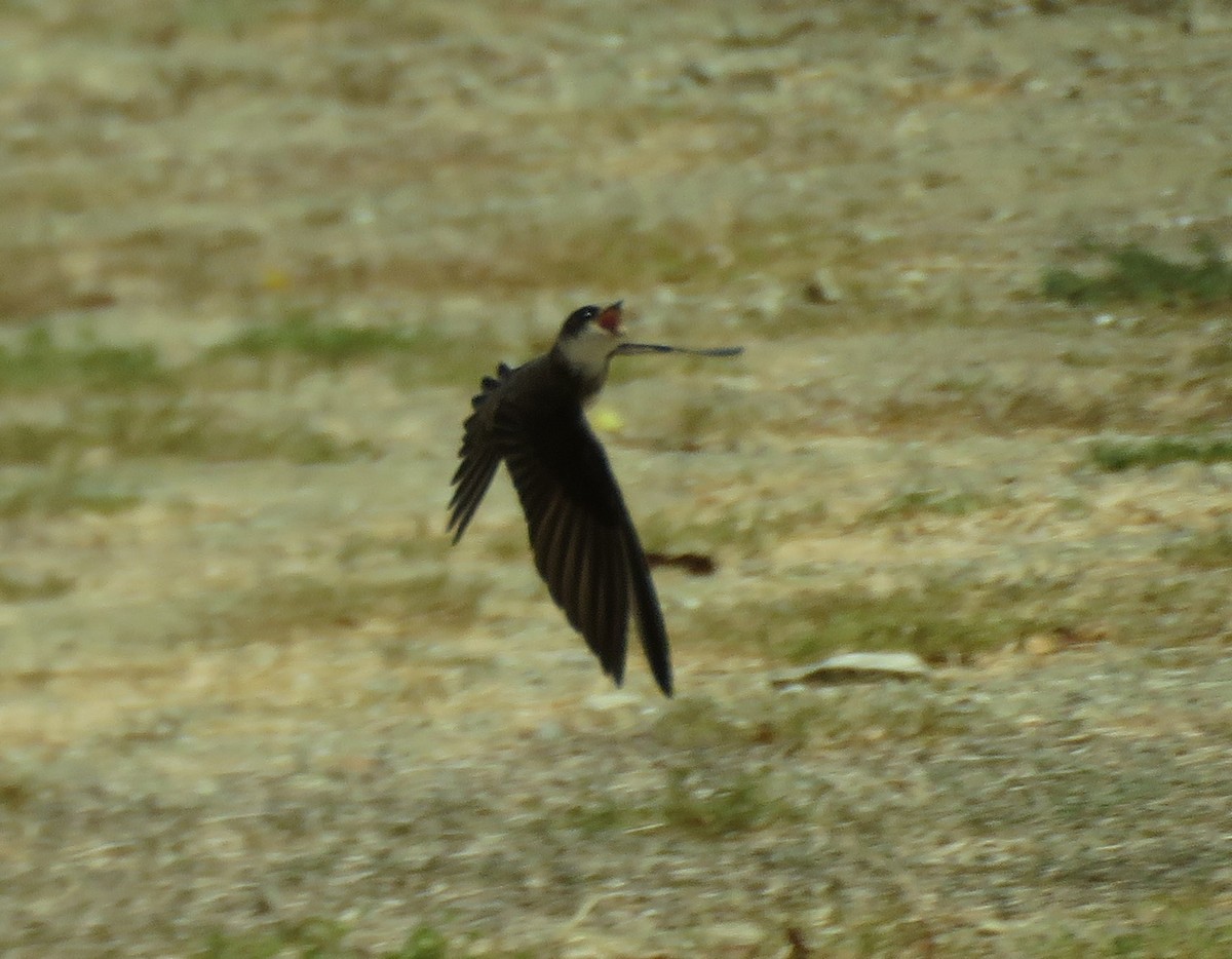 Bank Swallow - ML105507621