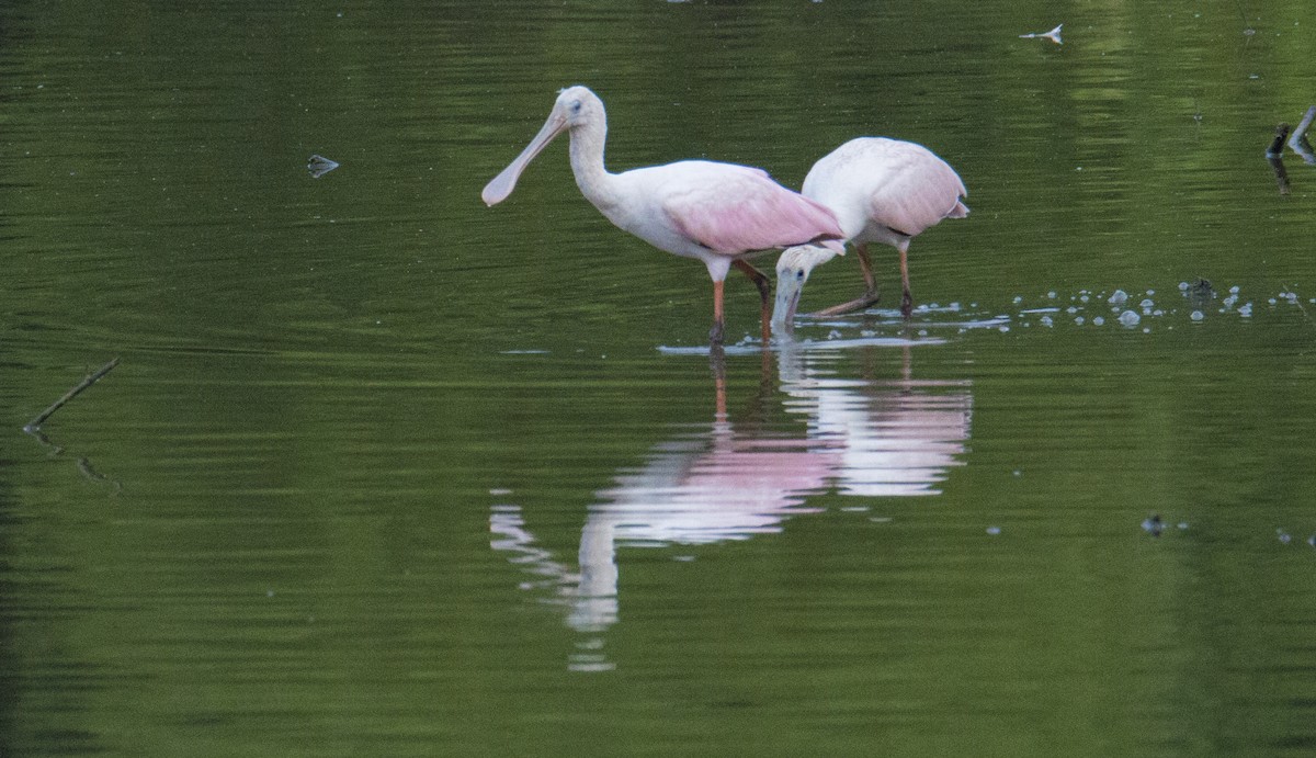 Roseate Spoonbill - ML105507641