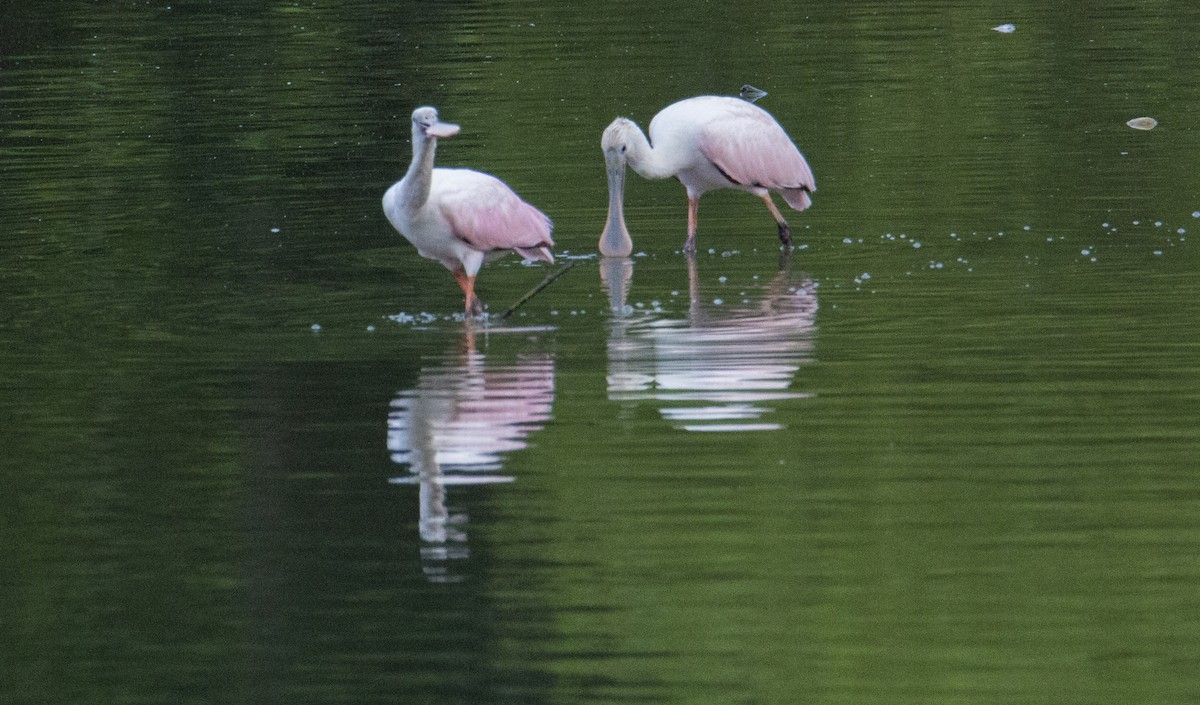 Roseate Spoonbill - ML105507651