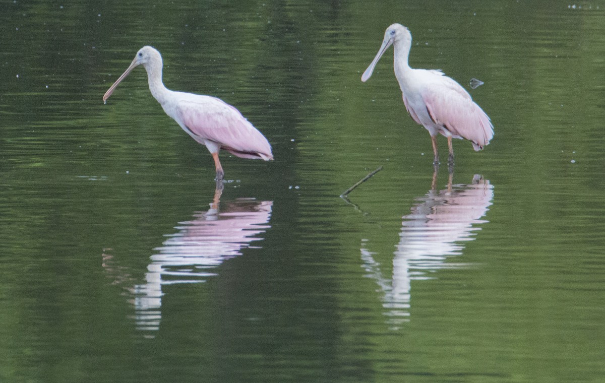 Roseate Spoonbill - ML105507661