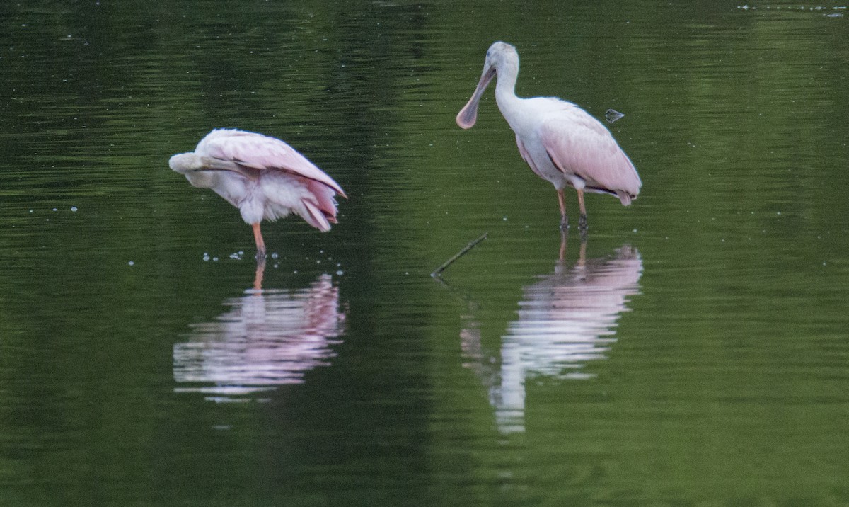 Roseate Spoonbill - ML105507671