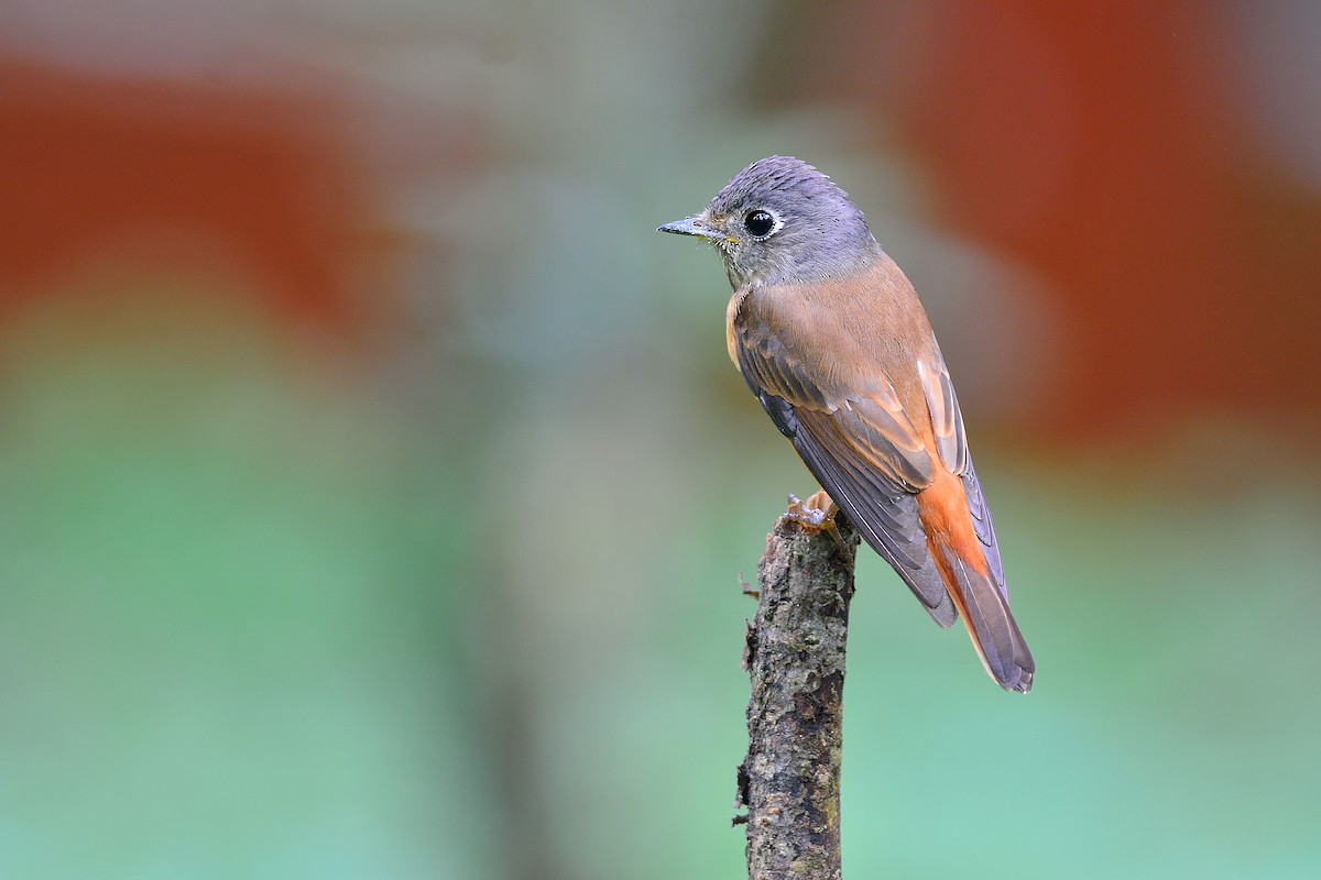 Ferruginous Flycatcher - ML105508371