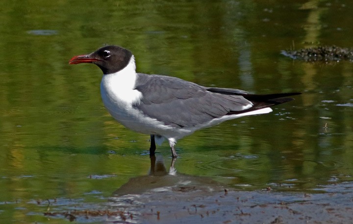 Laughing Gull - ML105510591