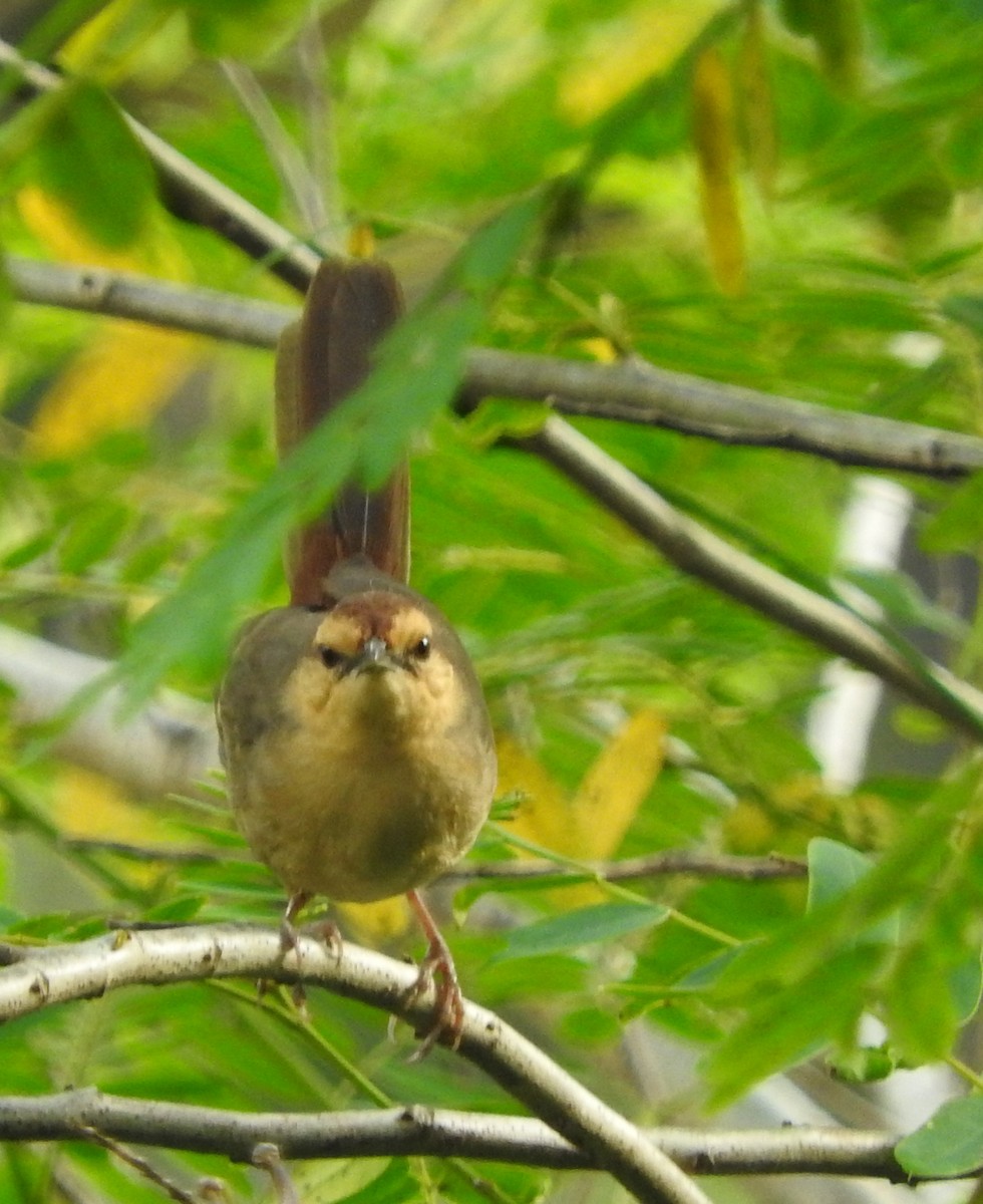 Buff-banded Bushbird - ML105512061