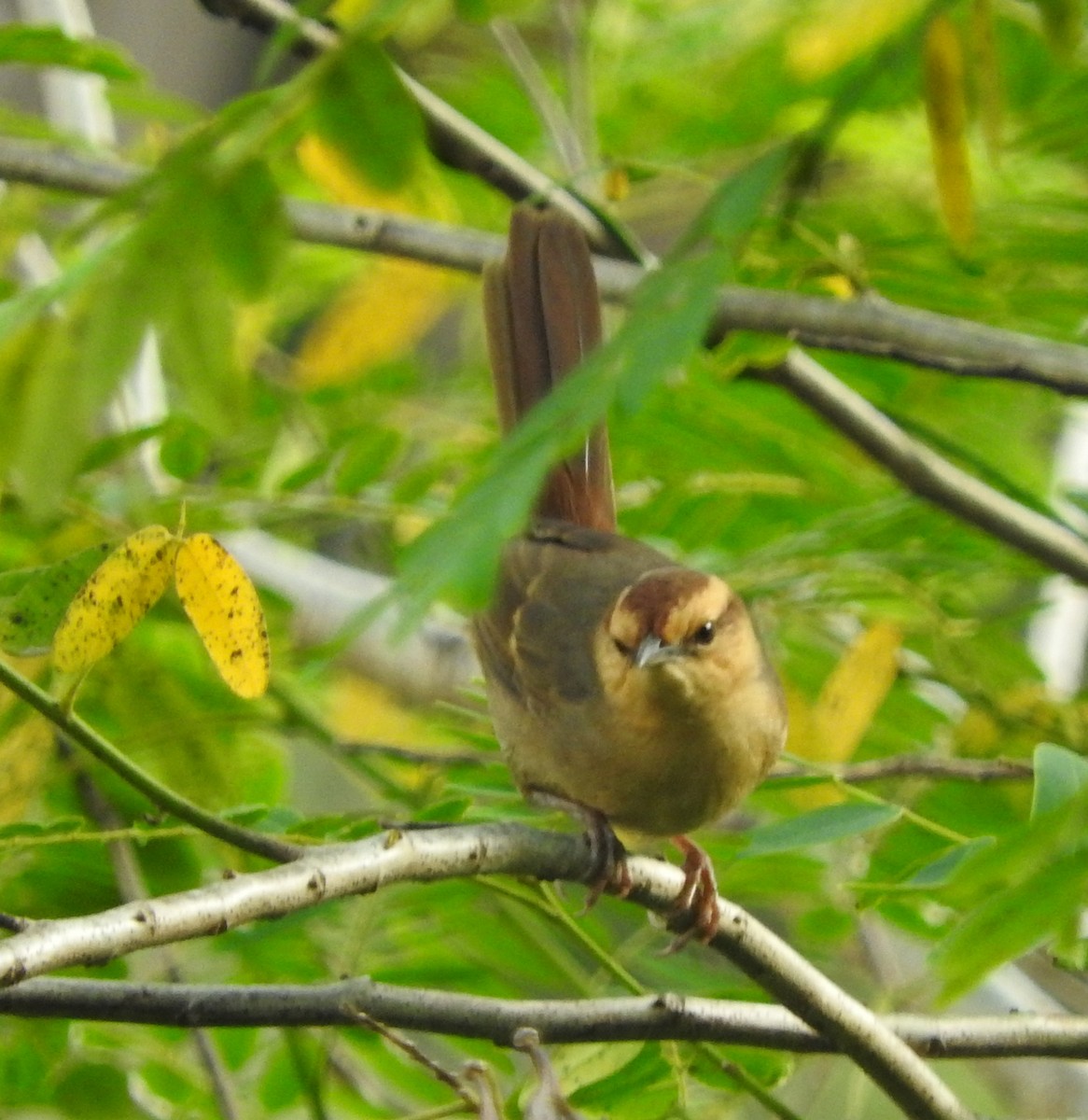 Buff-banded Bushbird - ML105512131