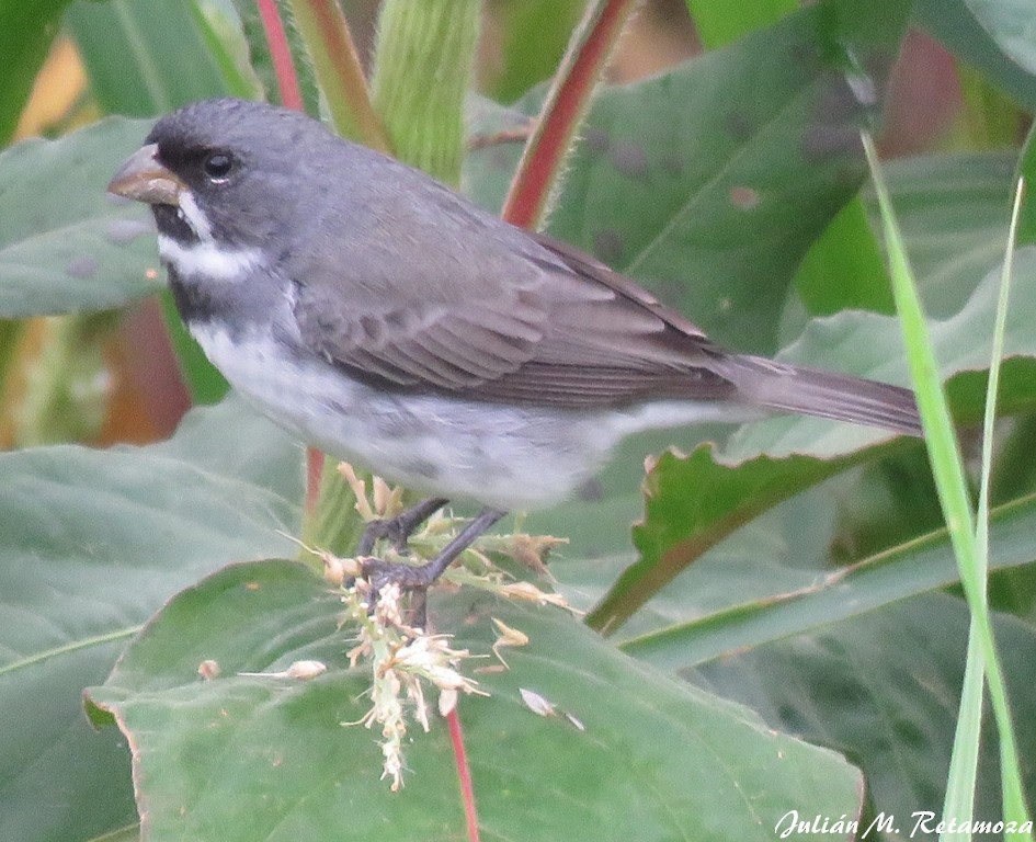 Double-collared Seedeater - ML105512691
