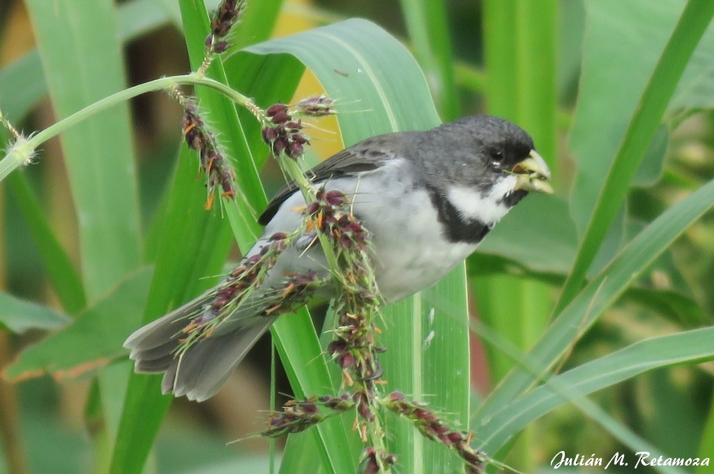 Double-collared Seedeater - ML105512701