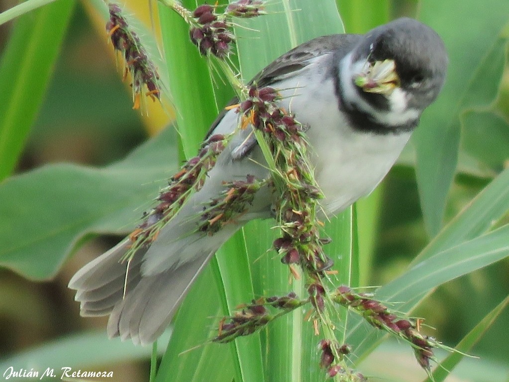Double-collared Seedeater - ML105512711