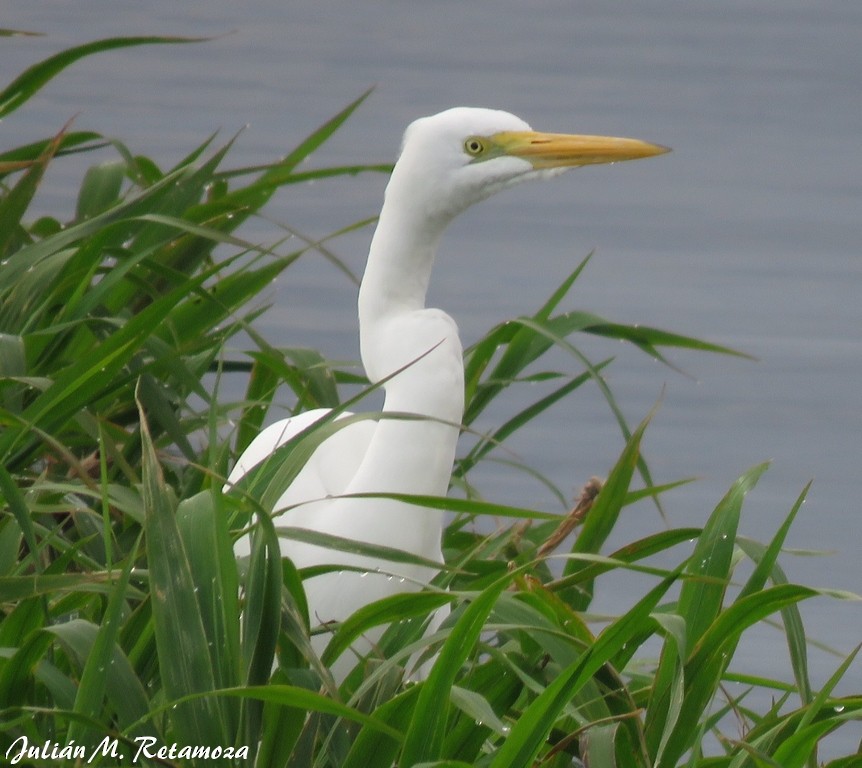 Great Egret - ML105513851