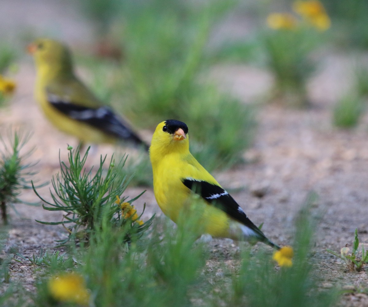 American Goldfinch - ML105514281