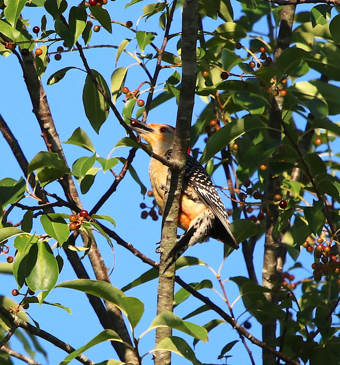 Red-bellied Woodpecker - Lori White