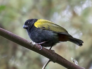 Adult - Yellow-shouldered Grassquit