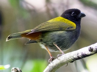 Adult - Yellow-shouldered Grassquit