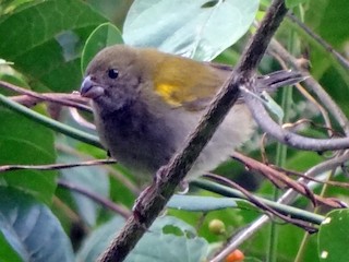 Female/immature male - Yellow-shouldered Grassquit