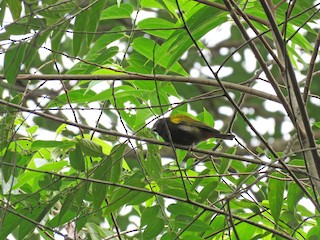 Adult - Yellow-shouldered Grassquit