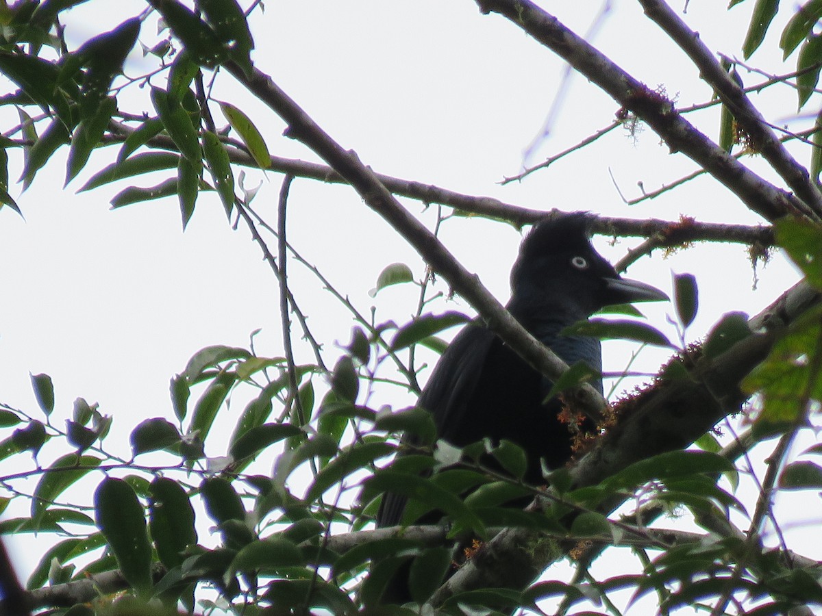 Amazonian Umbrellabird - ML105517091
