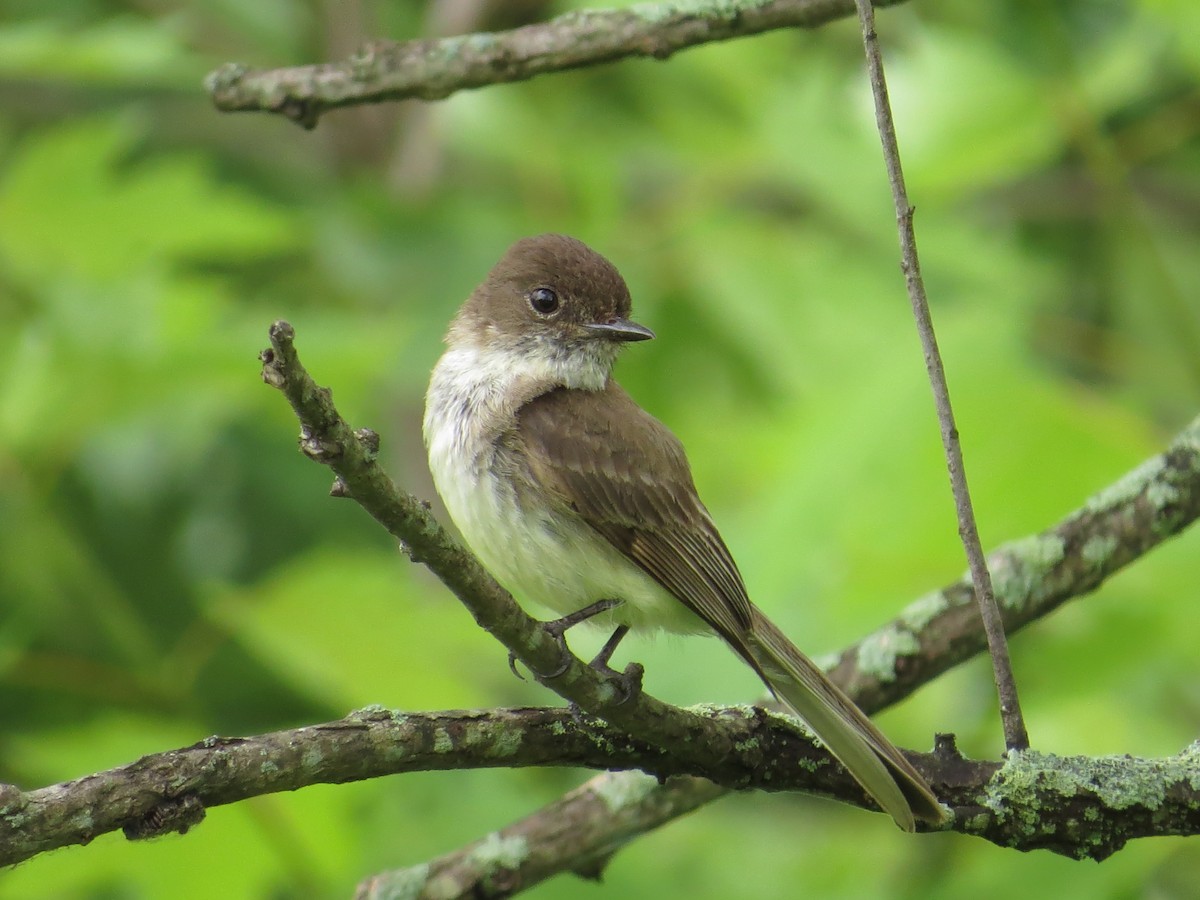 Eastern Phoebe - Tim Carney