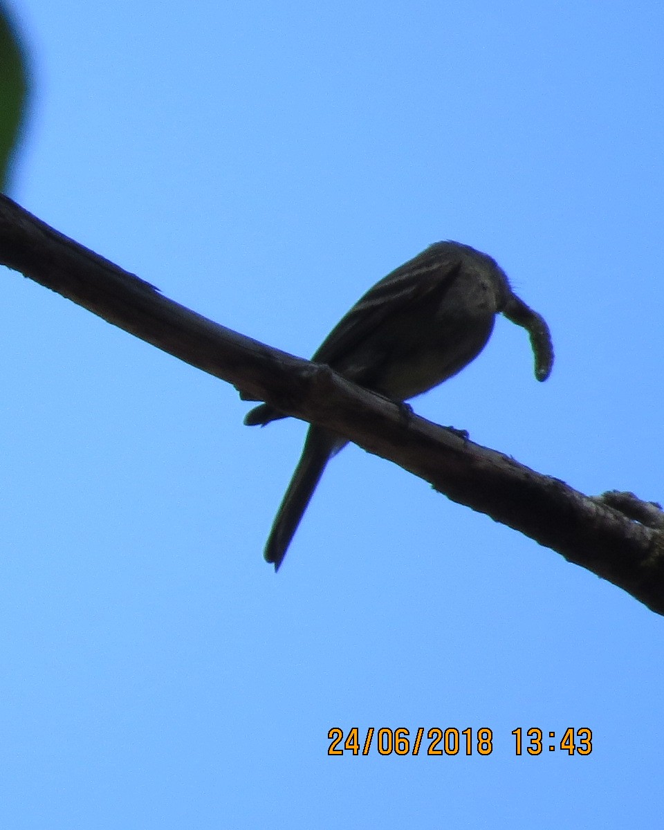 Hammond's Flycatcher - ML105518071