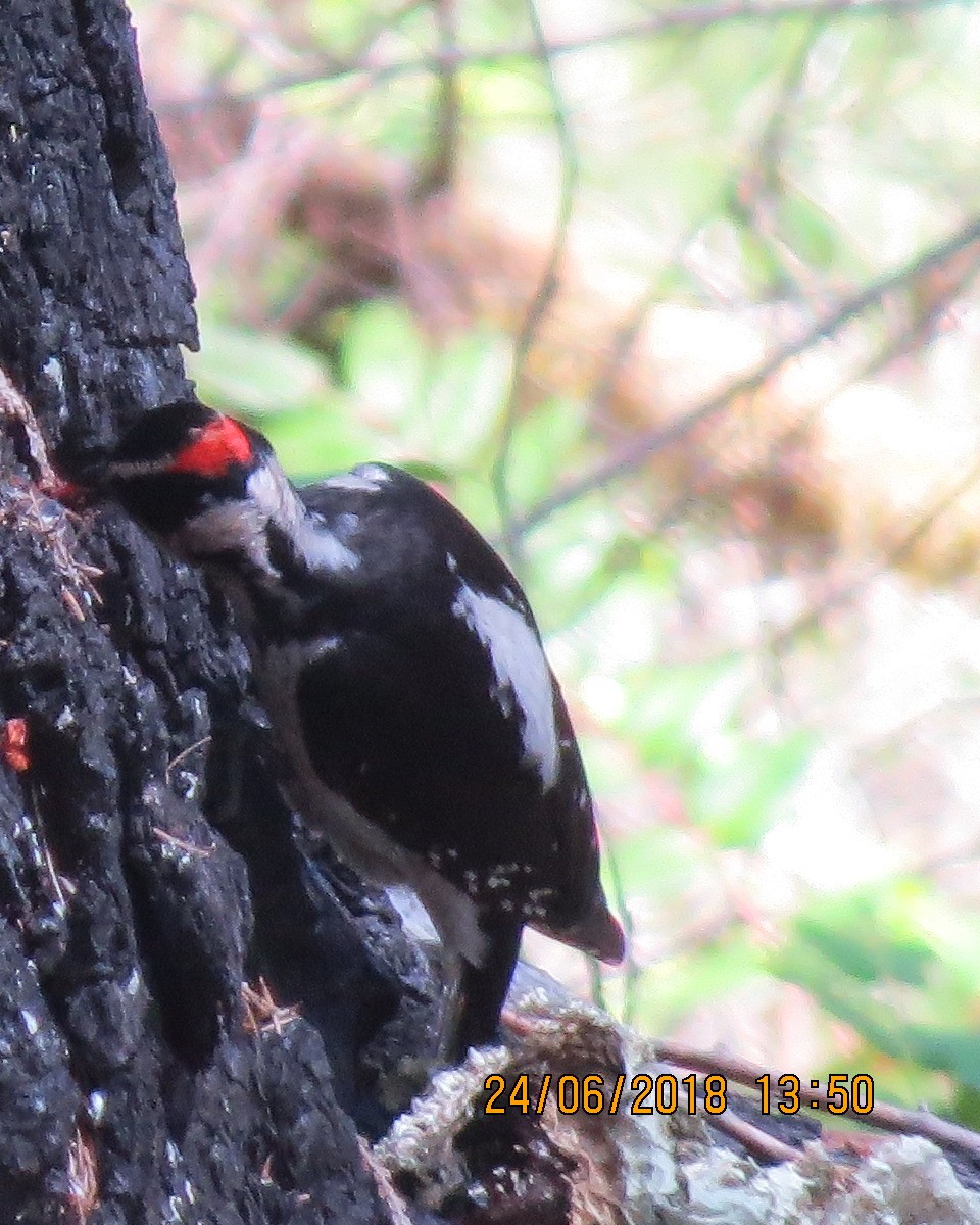 Hairy Woodpecker - Gary Bletsch