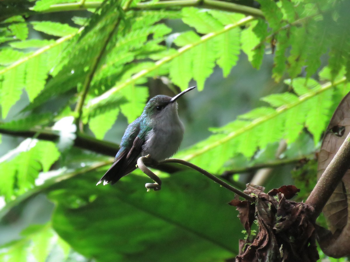 kolibřík šedoprsý - ML105519151