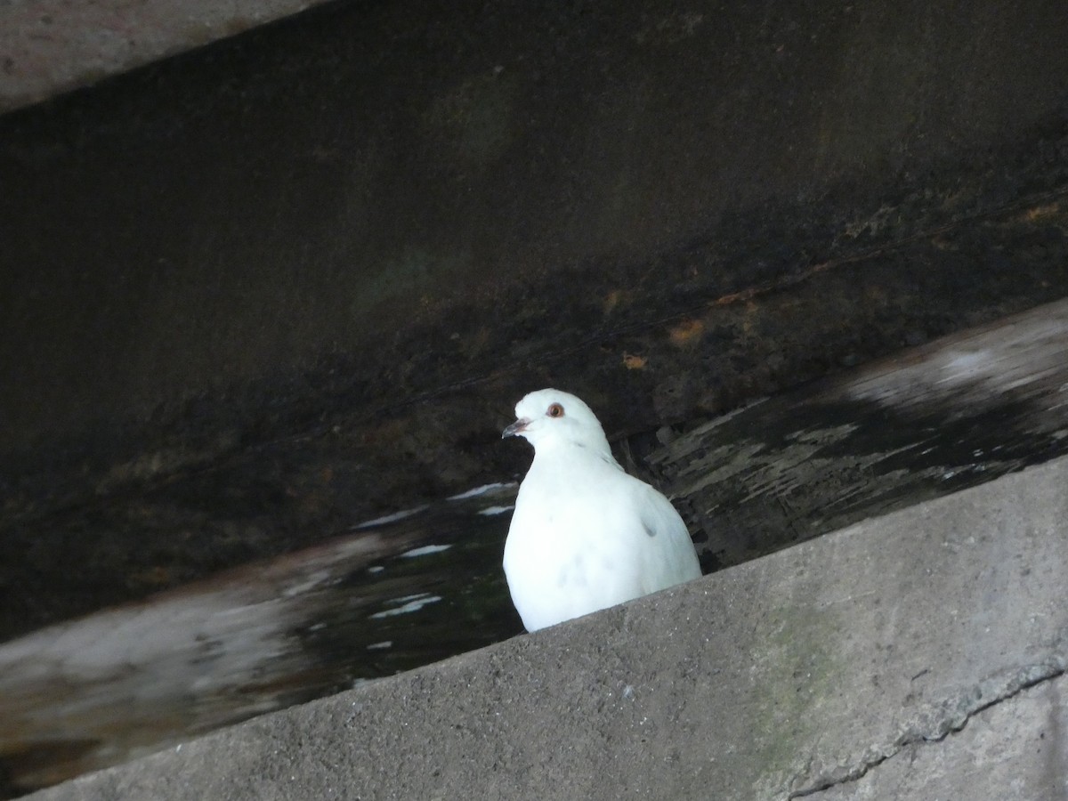 Rock Pigeon (Feral Pigeon) - Angela MacDonald