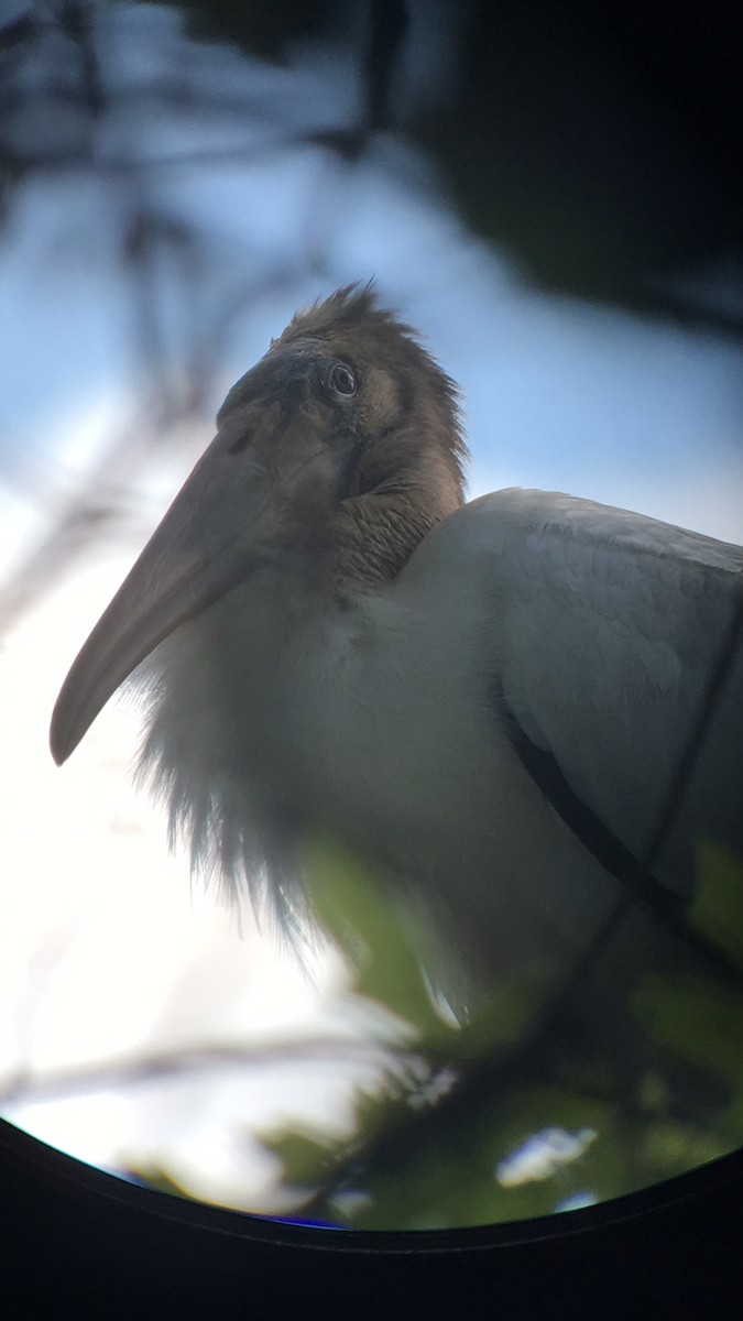 Wood Stork - ML105522201