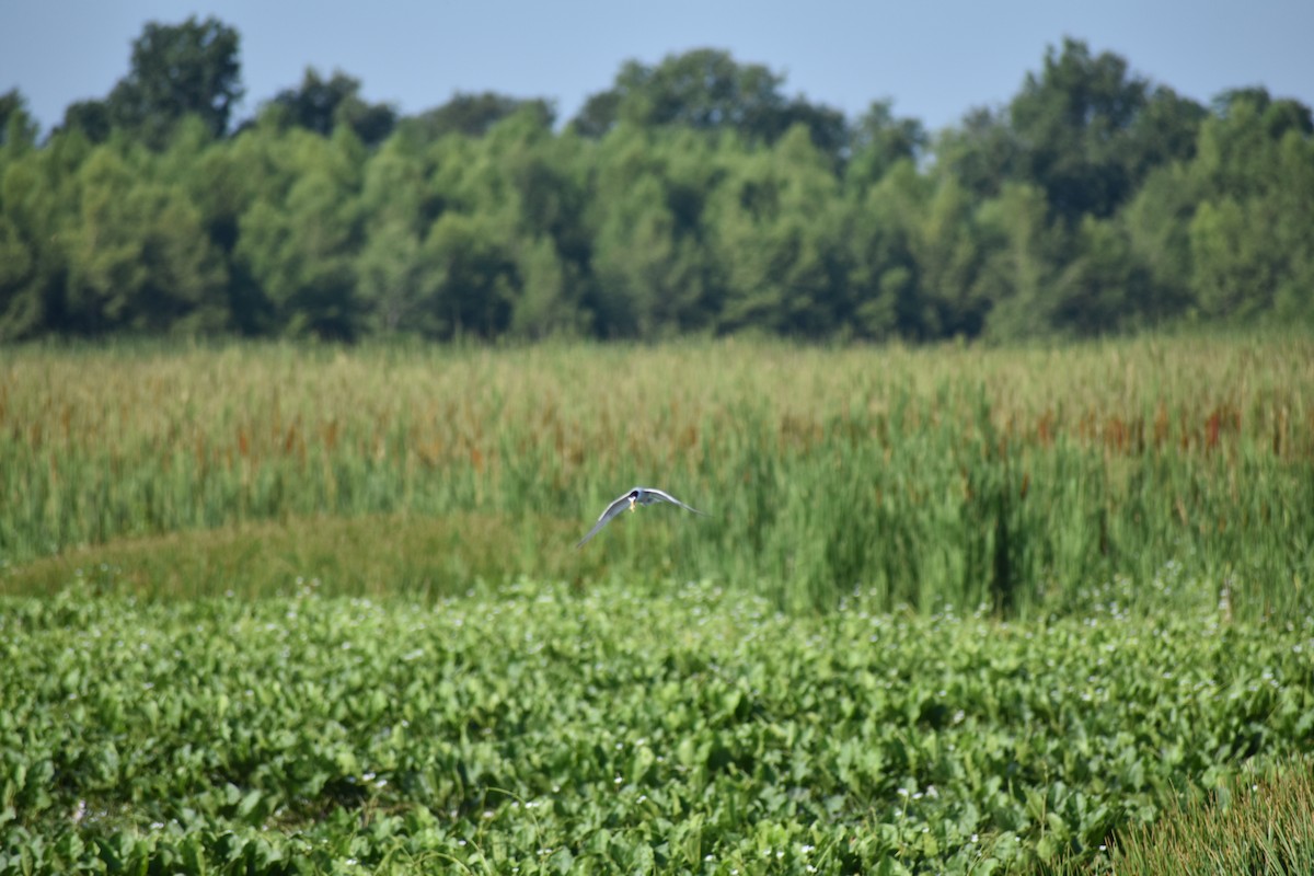 Least Tern - ML105523631