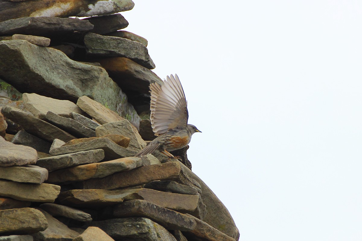 Alpine Accentor - ML105526681