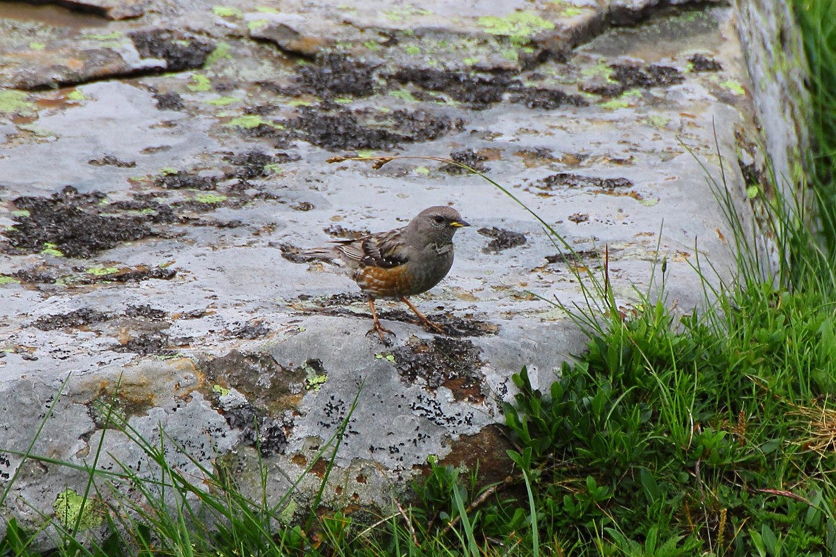 Alpine Accentor - ML105526691