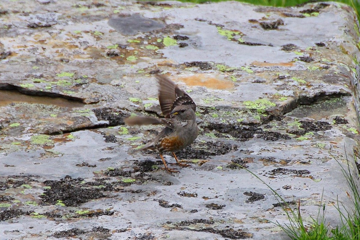 Alpine Accentor - ML105526701